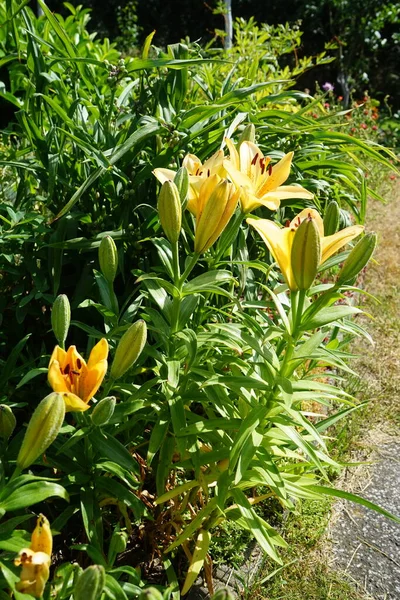 Lilium Asiatic Ανοιχτόχρωμους Κίτρινους Και Πορτοκαλί Τόνους Ανθίζει Τον Ιούνιο — Φωτογραφία Αρχείου