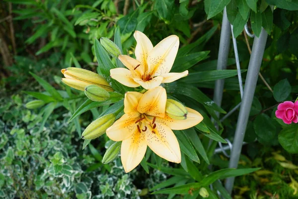 庭では6月に薄黄色や橙色の色調のユリが咲きます 真のユリは 球根から成長する草本の開花植物の属であり すべてが大きな目立つ花です ドイツ ベルリン — ストック写真