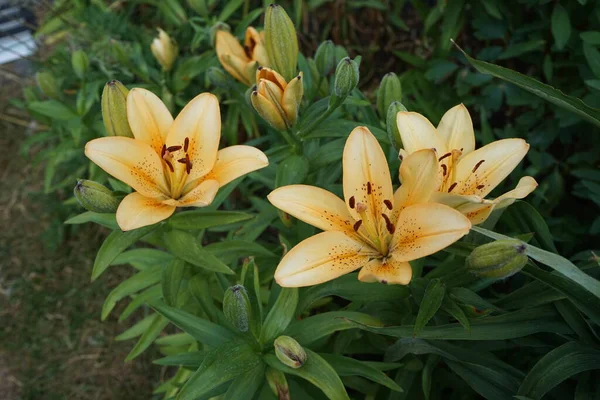 Lilium Asiatic Ανοιχτόχρωμους Κίτρινους Και Πορτοκαλί Τόνους Ανθίζει Τον Ιούνιο — Φωτογραφία Αρχείου