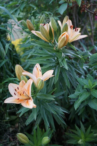 Lilium Asiatic Light Yellow Orange Tones Blooms June Garden Lilium — Stock Photo, Image