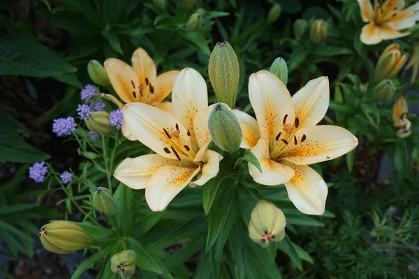 Lilium Azjatyckie Odcieniach Jasnożółtego Pomarańczowego Kwitnie Czerwcu Ogrodzie Lilium Prawdziwe — Zdjęcie stockowe