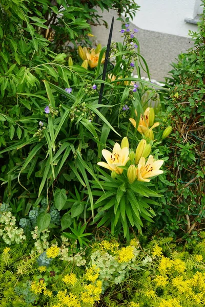 六月份 淡黄橙色的亚洲百合在花园里盛开 百合花 真正的百合花 是一种生长在球茎上的草本植物 都有大而突出的花朵 德国柏林 — 图库照片