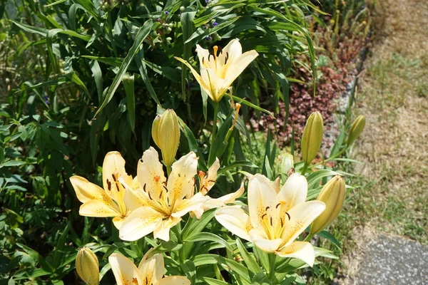 六月份 淡黄橙色的亚洲百合在花园里盛开 百合花 真正的百合花 是一种生长在球茎上的草本植物 都有大而突出的花朵 德国柏林 — 图库照片