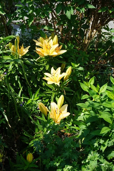 Lilium Asiatic Light Yellow Orange Tones Blooms June Garden Lilium — Stock Photo, Image