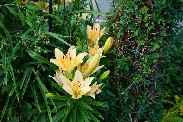 Lilium Asiatique Dans Les Tons Jaune Clair Orange Fleurit Juin — Photo