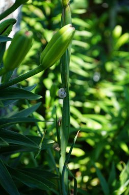 Salyangoz, Haziran ayında bahçede Asya Lilium x melezi Cancun 'a tünedi. Salyangoz, kabuklu bir gastropoddur. Berlin, Almanya  