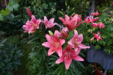Canlı ama narin bir Asya zambağı, Lilium, çiçeklenmenin sonunda pembe. Yapraklarının uçları daha yoğun renktedir ve çiçeğin ortası pastel sarısı renkte parlar. Berlin, Almanya 