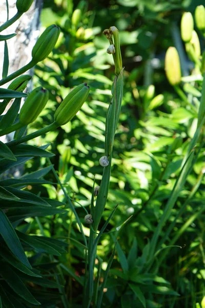 庭の6月にアジアのリリウム ハイブリッド カンクン に浸透したカタツムリ カタツムリは 緩い言葉では 殻付きの胃腸ポッドです ドイツ ベルリン — ストック写真