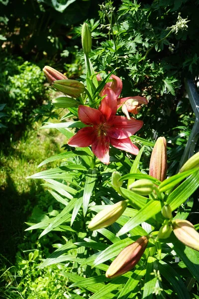 百合是一种生机勃勃而精致的亚洲百合花 开花后呈粉红色 花瓣的尖端颜色更加浓郁 花的中央闪烁着淡黄色的光芒 德国柏林 — 图库照片