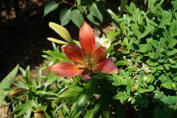 Lírio Asiático Vibrante Mas Delicado Lilium Rosa Final Floração Pontas — Fotografia de Stock