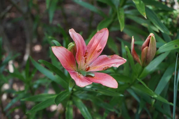 Lírio Asiático Vibrante Mas Delicado Lilium Rosa Final Floração Pontas — Fotografia de Stock