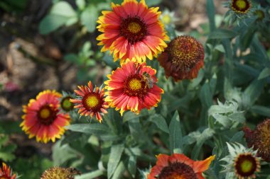 Büyük çiçekli bir papağan olan Kobold 'un üzerindeki bir arı, robot. Bahçedeki Gaillardia x Grandiflora 'Kobold'. Uzun ömürlü, güneşli bir yerde zengin bir çiçek sergisi geliştirir. Berlin, Almanya 