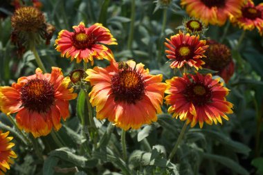 Büyük çiçekli bir papağan olan Kobold 'un üzerindeki bir arı, robot. Bahçedeki Gaillardia x Grandiflora 'Kobold'. Uzun ömürlü, güneşli bir yerde zengin bir çiçek sergisi geliştirir. Berlin, Almanya 