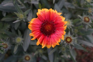  Büyük çiçekli papağan çiçeği 'Kobold', robot. Bahçedeki Gaillardia x grandiflora 'Kobold'. Uzun ömürlü, güneşli bir yerde zengin bir çiçek sergisi geliştirir. Berlin, Almanya  