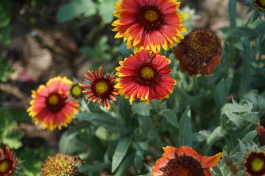  Büyük çiçekli papağan çiçeği 'Kobold', robot. Bahçedeki Gaillardia x grandiflora 'Kobold'. Uzun ömürlü, güneşli bir yerde zengin bir çiçek sergisi geliştirir. Berlin, Almanya  