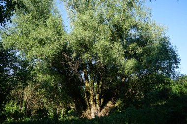 Haziran 'da yemyeşil bitki örtüsü olan güzel bir manzara. Berlin, Almanya 