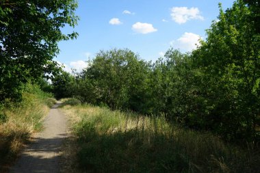 Haziran 'da yemyeşil bitki örtüsü olan güzel bir manzara. Berlin, Almanya 