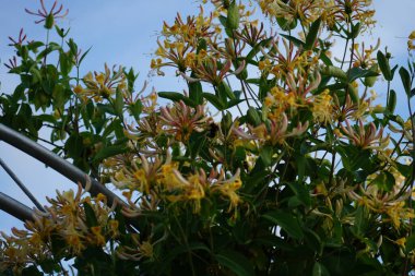 Lonicera periclymenum çiçekleri üzerinde yaban arısı. Lonicera periclymenum (hanımeli), Caprifoliaceae familyasından bir hanımeli türü. Berlin, Almanya 