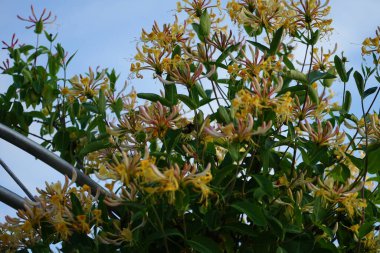 Lonicera periclymenum çiçekleri üzerinde yaban arısı. Lonicera periclymenum (hanımeli), Caprifoliaceae familyasından bir hanımeli türü. Berlin, Almanya 