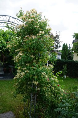 Lonicera periclymenum (hanımeli), Caprifoliaceae familyasından bir hanımeli türü. Berlin, Almanya 