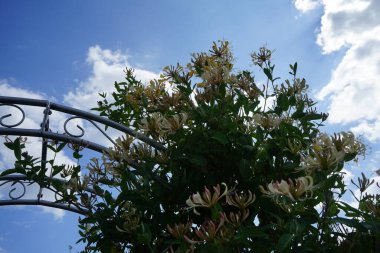 Lonicera periclymenum (hanımeli), Caprifoliaceae familyasından bir hanımeli türü. Berlin, Almanya 