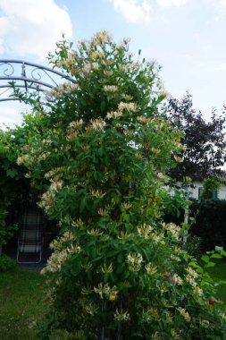Lonicera periclymenum (hanımeli), Caprifoliaceae familyasından bir hanımeli türü. Berlin, Almanya 