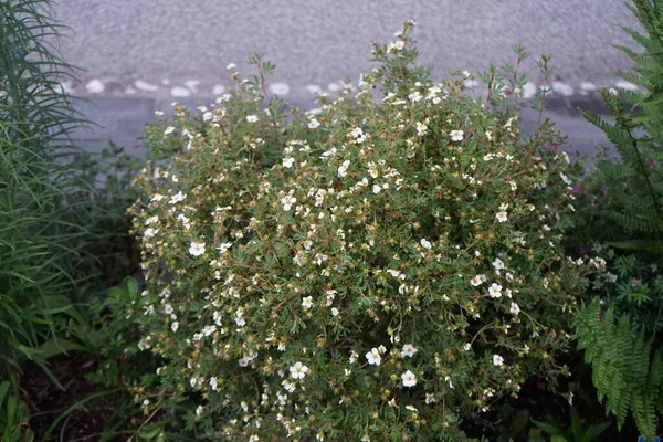 Bílý Potentilla Abbotswood Zahradě Červnu Potentilla Bylinná Kvetoucí Rostlina Čeledi — Stock fotografie