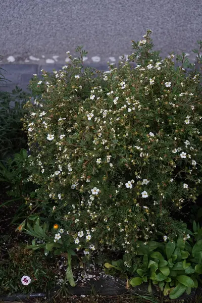 Potenzialità Bianca Abbotswood Nel Giardino Nel Mese Giugno Potentilla Una — Foto Stock