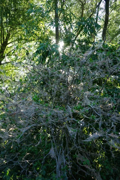 거미줄로 나무와그위에 모충이 주로과 나무를 선택하는 나방의 애벌레인 모투나 벨라입니다 — 스톡 사진