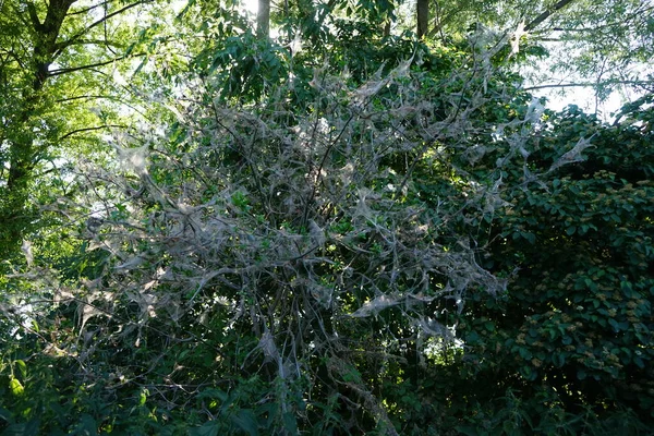 Ньому Висять Кокони Гусеницями Гусениці Дерев Yponomeuta Evonymella Які Першу — стокове фото