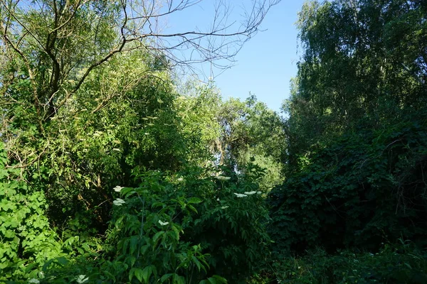 六月的风景美丽 植被茂密 德国柏林 — 图库照片
