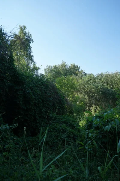 Prachtig Landschap Met Weelderige Vegetatie Juni Berlijn Duitsland — Stockfoto