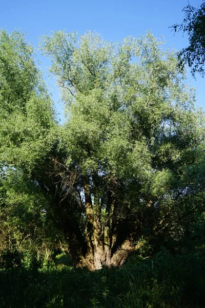 Bela Paisagem Com Vegetação Exuberante Junho Berlim Alemanha — Fotografia de Stock