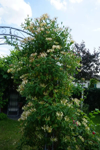 Lonicera periclymenum (hanımeli), Caprifoliaceae familyasından bir hanımeli türü. Berlin, Almanya 