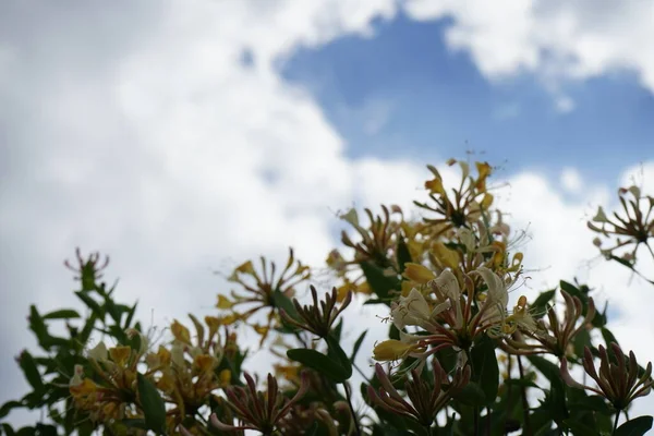 Lonicera Periclymenum Mézszopó Közönséges Mézszopó Európai Mézszopó Vagy Woodbine Egy — Stock Fotó