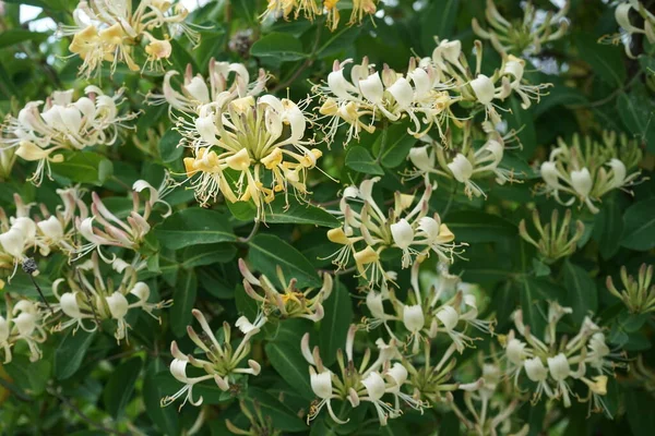 Lonicera periclymenum (hanımeli), Caprifoliaceae familyasından bir hanımeli türü. Berlin, Almanya 