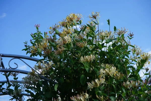Lonicera periclymenum (hanımeli), Caprifoliaceae familyasından bir hanımeli türü. Berlin, Almanya 