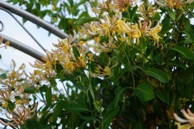Lonicera periclymenum (hanımeli), Caprifoliaceae familyasından bir hanımeli türü. Berlin, Almanya 
