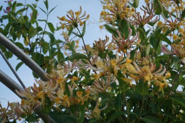 Lonicera periclymenum (hanımeli), Caprifoliaceae familyasından bir hanımeli türü. Berlin, Almanya 