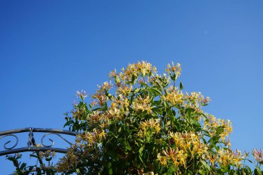 Lonicera periclymenum (hanımeli), Caprifoliaceae familyasından bir hanımeli türü. Berlin, Almanya 