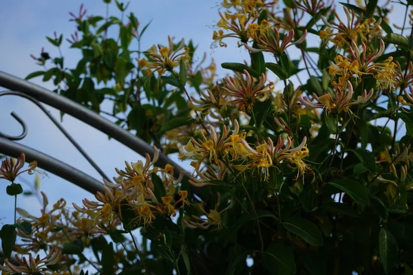 金银花 金银花 普通金银花 欧洲金银花或木本植物是金银花科的一种开花植物 德国柏林 — 图库照片