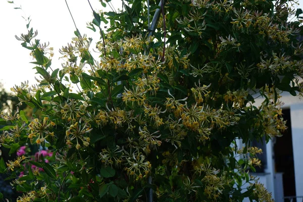 Lonicera Periclymenum Αγιόκλημα Κοινό Αγιόκλημα Ευρωπαϊκό Αγιόκλημα Ξυλόκλημα Είναι Ένα — Φωτογραφία Αρχείου