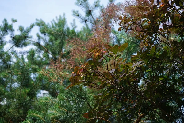 Cotinus Coggygria Synu Rhus Cotinus Europejskie Drzewo Wędzarnicze Eurazjatyckie Drzewo — Zdjęcie stockowe