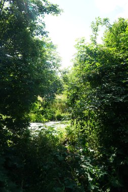Wuhle Nehri ve çevresi haziran ayında muhteşem bir bitki örtüsüyle çevrili. Berlin, Almanya  