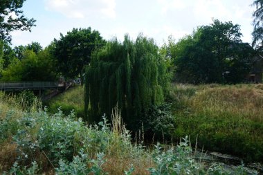 Wuhle Nehri ve çevresi haziran ayında muhteşem bir bitki örtüsüyle çevrili. Berlin, Almanya  