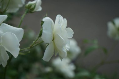 Güzel gül çalısı haziranda beyaz çiçeklerle çiçek açar. Bahçe gülleri ağırlıklı olarak bahçelerde yetişen süs çiçekleri olarak yetiştirilen melez güllerdir. Berlin, Almanya 
