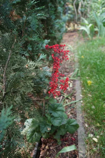 Heuchera Sanguinea Leuchtkfer は庭で6月に咲きます Heuchera Sanguineaはサンゴの鐘と呼ばれ Heuchera属の開花植物の一種です ドイツ ベルリン — ストック写真