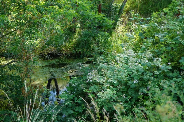 Río Wuhle Alrededores Con Magnífica Vegetación Junio Berlín Alemania — Foto de Stock