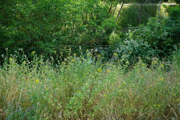 Rio Wuhle Arredores Com Vegetação Magnífica Junho Berlim Alemanha — Fotografia de Stock