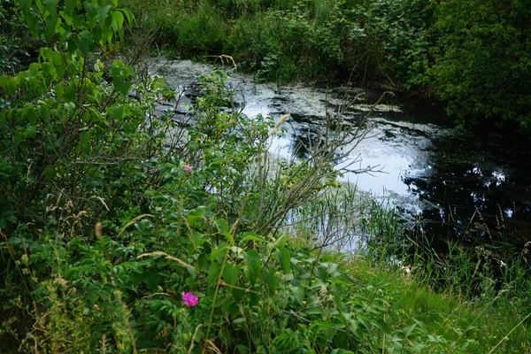 Rivière Wuhle Ses Environs Avec Une Végétation Magnifique Juin Berlin — Photo